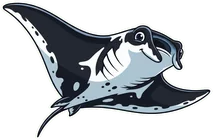 Manta Ray